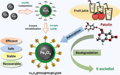 科技助力食品安全 我國真菌毒素生物脫毒研究與網絡技術協同取得新進展